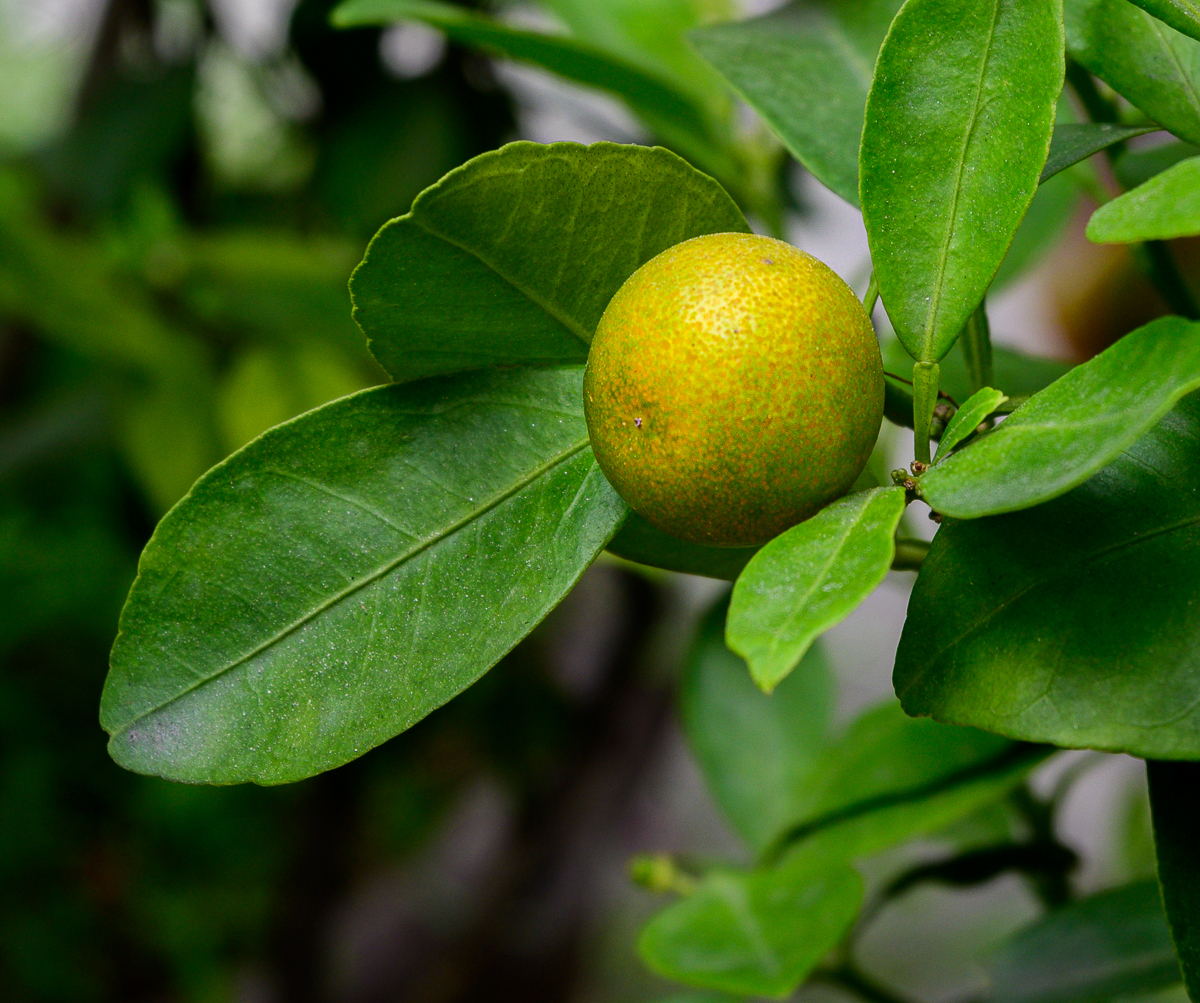 Click image for larger version

Name:	orgreen-3.jpg
Views:	60
Size:	1.24 MB
ID:	158448