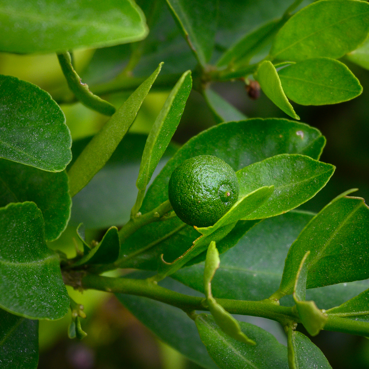 Click image for larger version

Name:	green-1.jpg
Views:	49
Size:	1.49 MB
ID:	158449