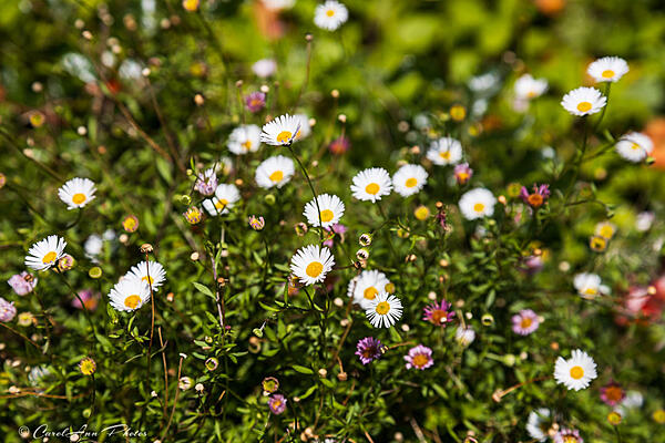 Click image for larger version

Name:	2020-09-18_NT-Upton_web-5470.jpg
Views:	92
Size:	230.5 KB
ID:	158455