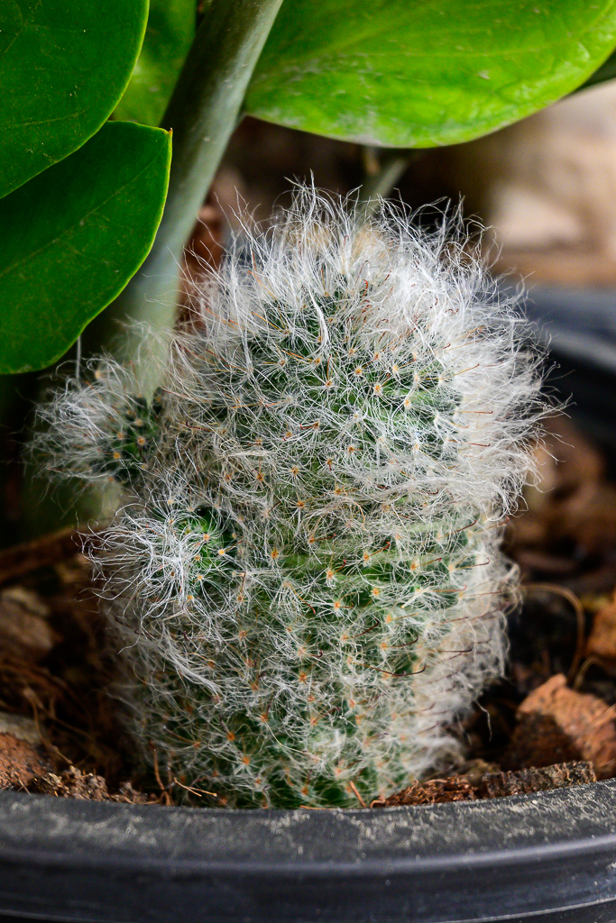 Click image for larger version

Name:	cactus-hairy-1-2.jpg
Views:	61
Size:	962.0 KB
ID:	158494