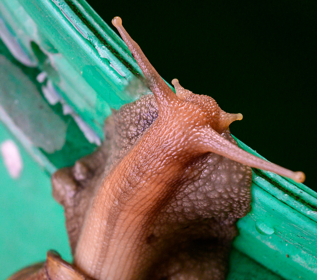 Click image for larger version

Name:	snail-1.jpg
Views:	75
Size:	1.09 MB
ID:	158501