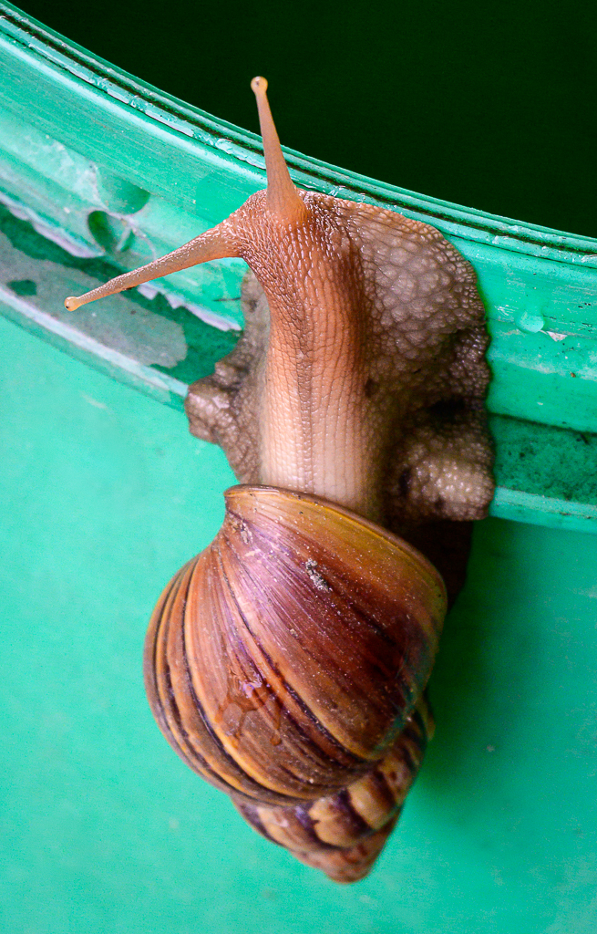Click image for larger version

Name:	snail-2.jpg
Views:	78
Size:	931.0 KB
ID:	158502