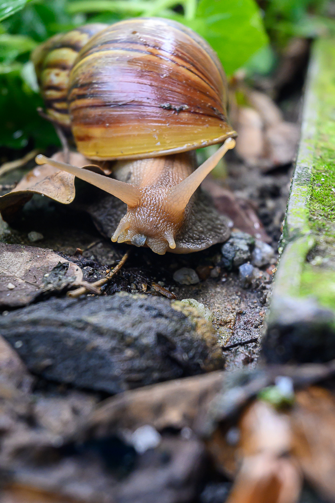 Click image for larger version

Name:	snail-5.jpg
Views:	76
Size:	680.3 KB
ID:	158503