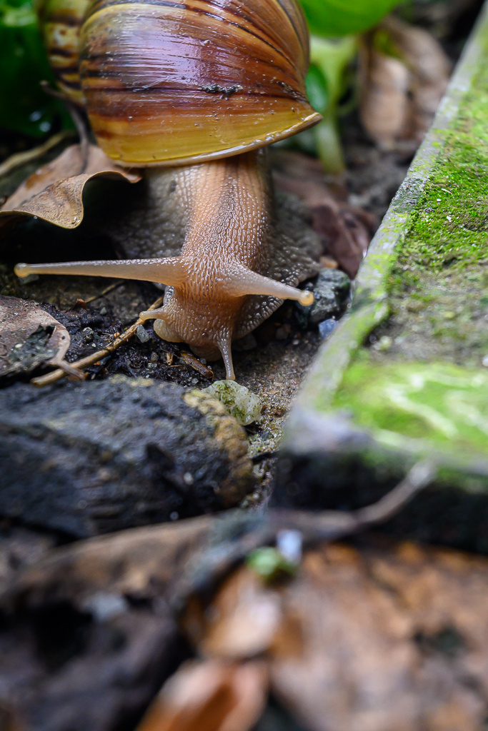 Click image for larger version

Name:	snail-4.jpg
Views:	93
Size:	673.3 KB
ID:	158504