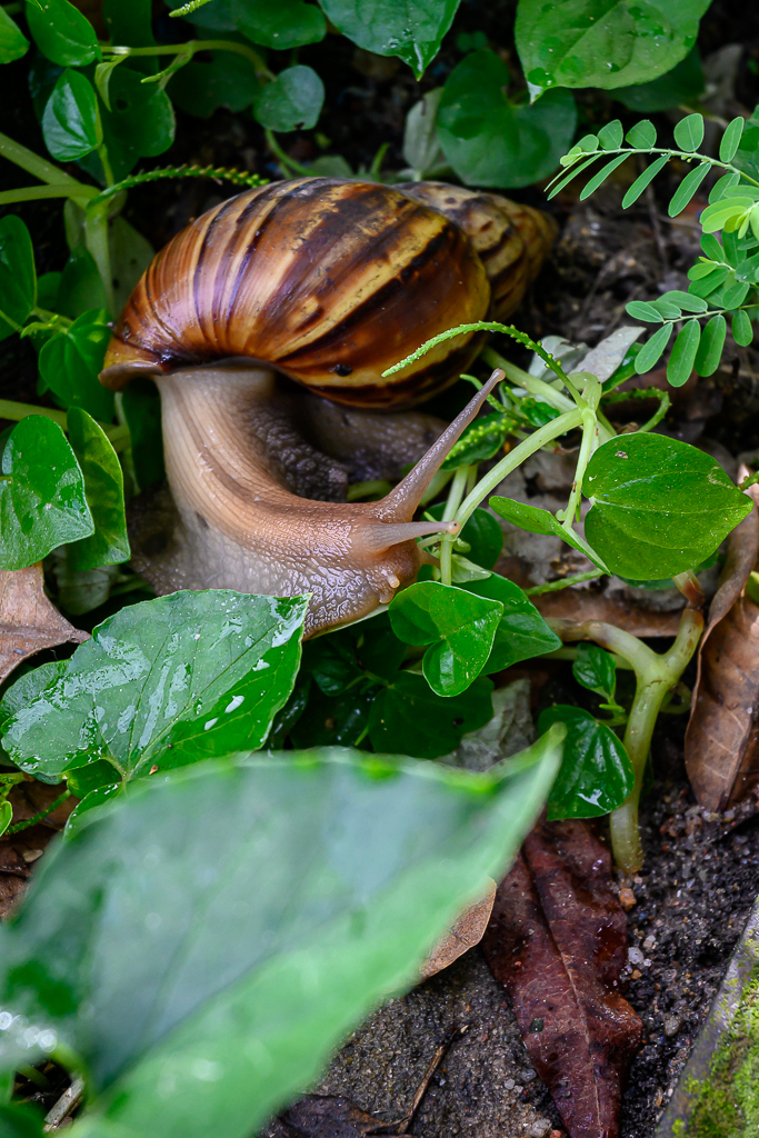 Click image for larger version

Name:	snail-3.jpg
Views:	71
Size:	829.8 KB
ID:	158505