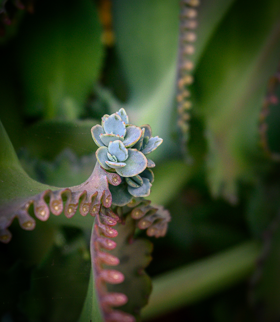 Click image for larger version

Name:	greeny-1-2.jpg
Views:	44
Size:	937.0 KB
ID:	158521