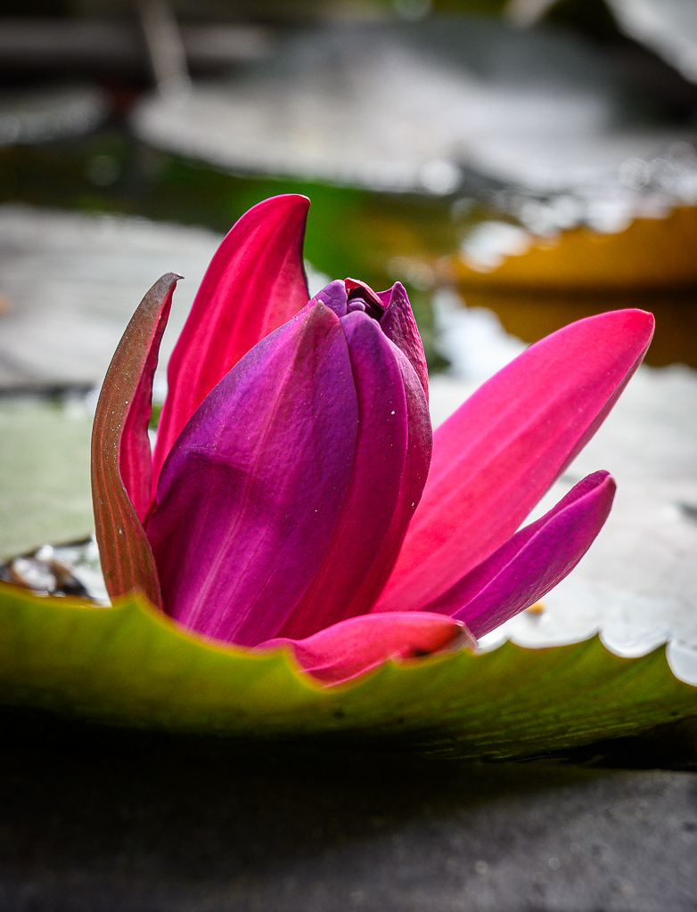 Click image for larger version

Name:	loflower-1.jpg
Views:	64
Size:	673.1 KB
ID:	158529