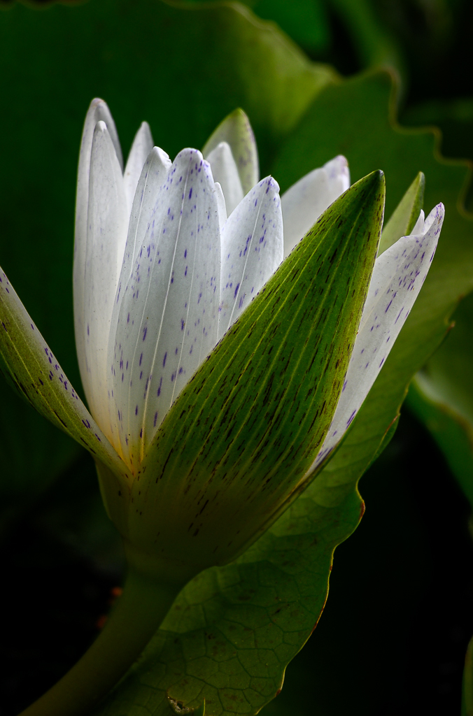 Click image for larger version

Name:	loflower-2.jpg
Views:	68
Size:	474.2 KB
ID:	158537