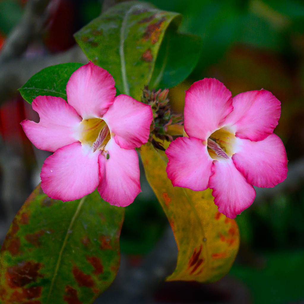 Click image for larger version

Name:	rw-bloss-1.jpg
Views:	53
Size:	1.04 MB
ID:	158548