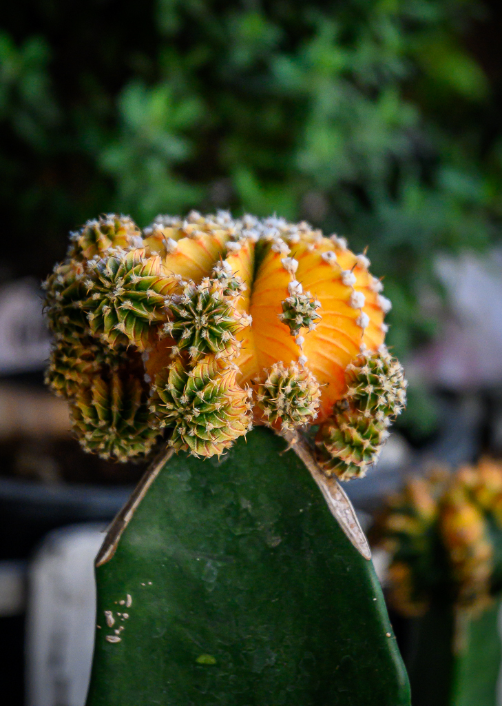 Click image for larger version

Name:	cactus-1.jpg
Views:	22
Size:	738.0 KB
ID:	158550