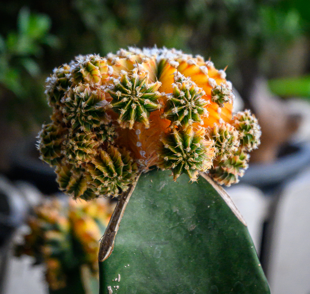 Click image for larger version

Name:	cactus-2.jpg
Views:	21
Size:	1.21 MB
ID:	158551