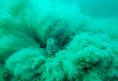 Göran Ehlmé, Wildlife Photographer of the Year - Overall Winner