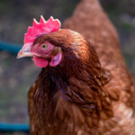 DMC-GH2 f/1.2 1/1000sec ISO-160 43mm dof or depth of field