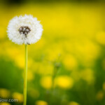 E-M10 f/1.2 1/2500sec ISO-100 43mm dof or depth of field